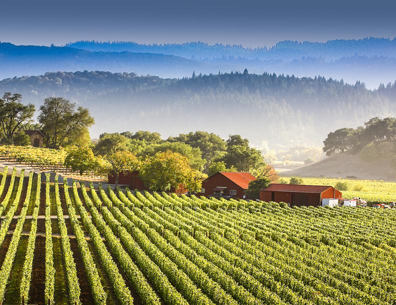 Vin provning i Napa Valley