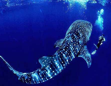 Whale Shark Watching/Snorkeling!