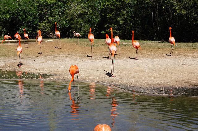 Djur- och naturparken Xcaret