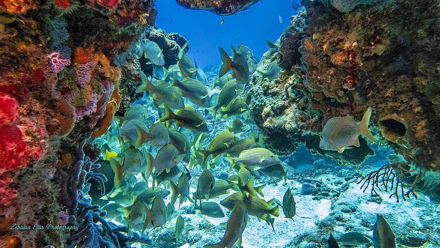 Snorkla på ön Cozumel