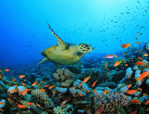 Abraham hicks exclusive: Buck Island catamaran two-stop sail and snorkel. Charlotte Amalie,St Thomas