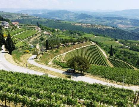 Besöka vingård i Verona