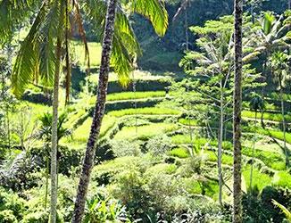 Cykla bland risfält