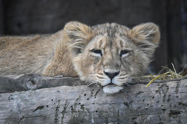 Safari 4 dagar "The big five"