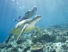 Snorkeling after Turtles
