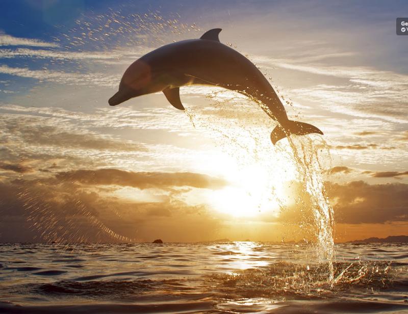 Swim with the dolphins