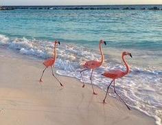 Besöka flamigos!