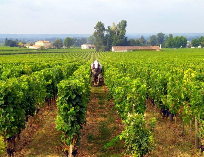 Cykeltur till vingård