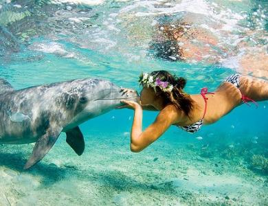 Simma med delfiner