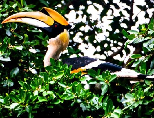 Tropiskt djungeläventyr