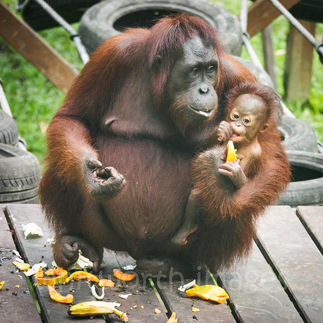 Besöka orangutanger på Sepilok Rehabilitation Centre