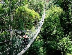 Vandring i den djupa regnskogen