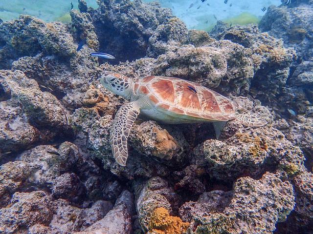 Swimming with turtles