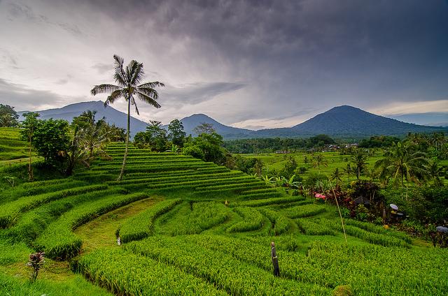 Jatiluwih Green Land
