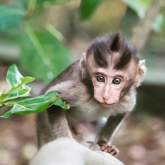Ubud Monkey Forest