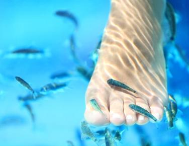 Fish Spa - Fiskpedikyr