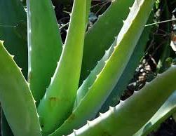 Besök på Arubas Aloe Vera-fabrik