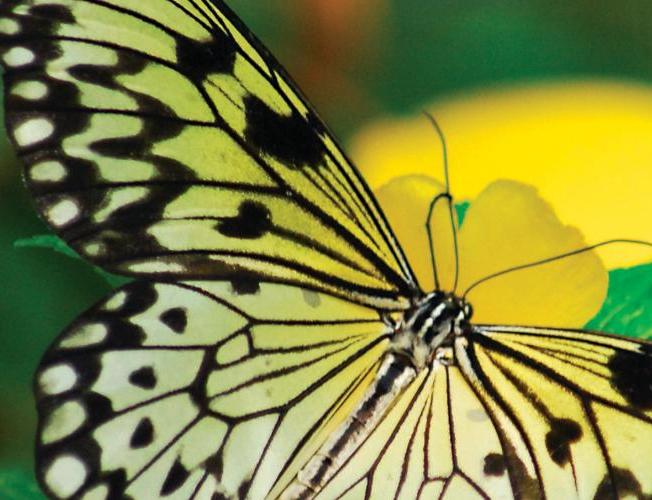 Besök på The Butterfly Farm
