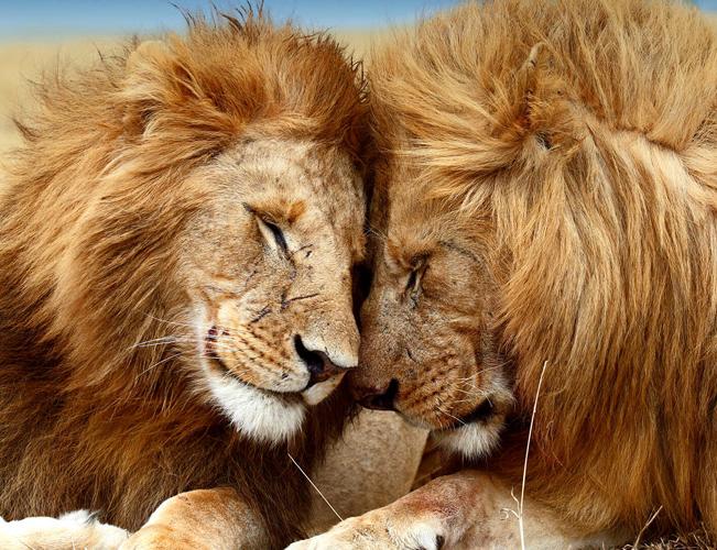 Safari till Ngorongorokratern