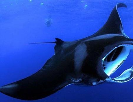 Natt-dyk med stingrockor