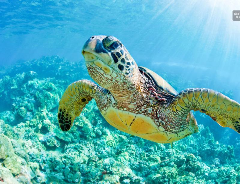 Sköldpaddssnorkling