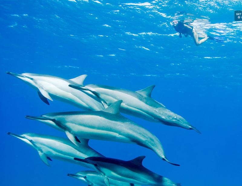 Delfin-sightseeing och snorkling