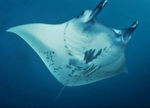 Nightdive Manta rays
