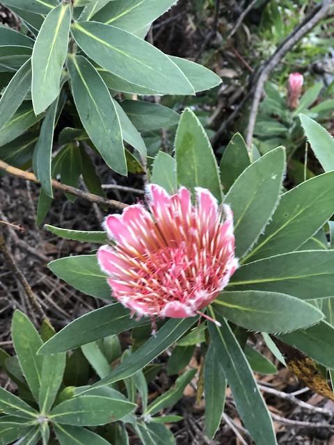 Besök i Kirstenbosch Botanical Gardens