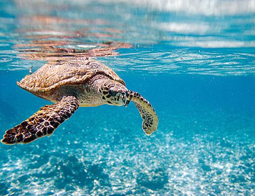 Dyka med sköldpaddor