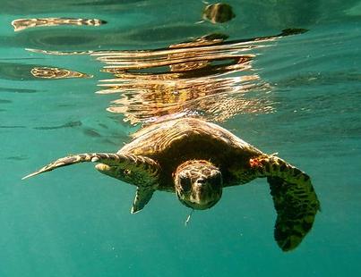 Snorkling med skilpadder