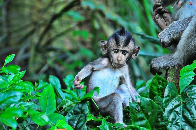 Rundtur i regnskogen