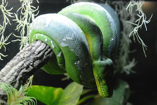 Krisekasse til legebesøk