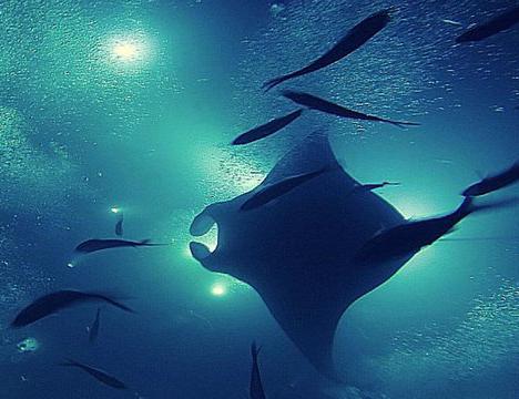 Nattsnorkling med mantor