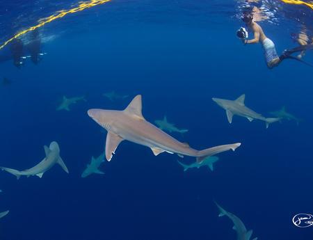 Fridyka med hajar (om vi vågar...)