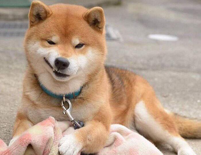 HACHIKOS FLYKT FRÅN PÄRONEN