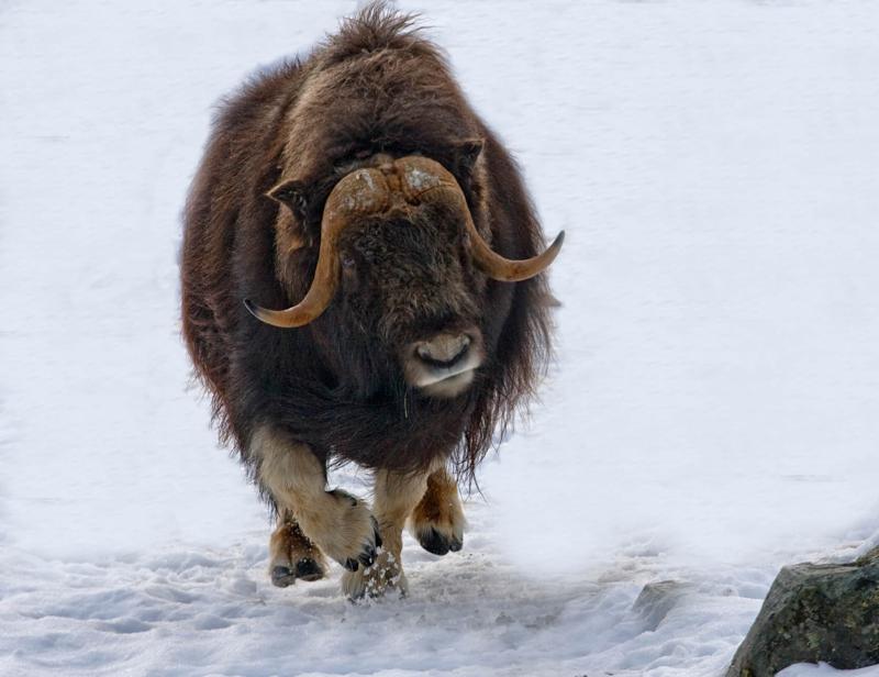 Guidning i myskoxhänget