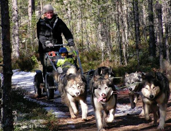 Sommartur med hundspann