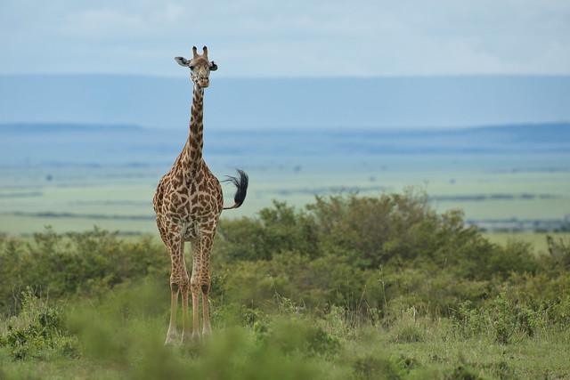 Giraffe Conservation Center
