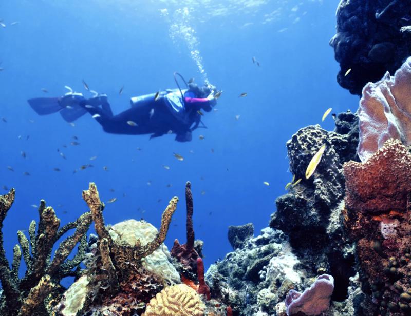 Diving day trip (3 dives) in Ambergris Caye