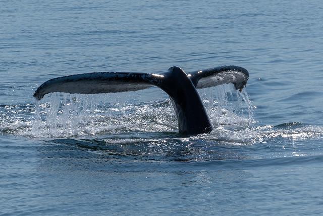 Valskådning i Hermanus