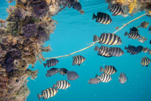 Middag under vattnet