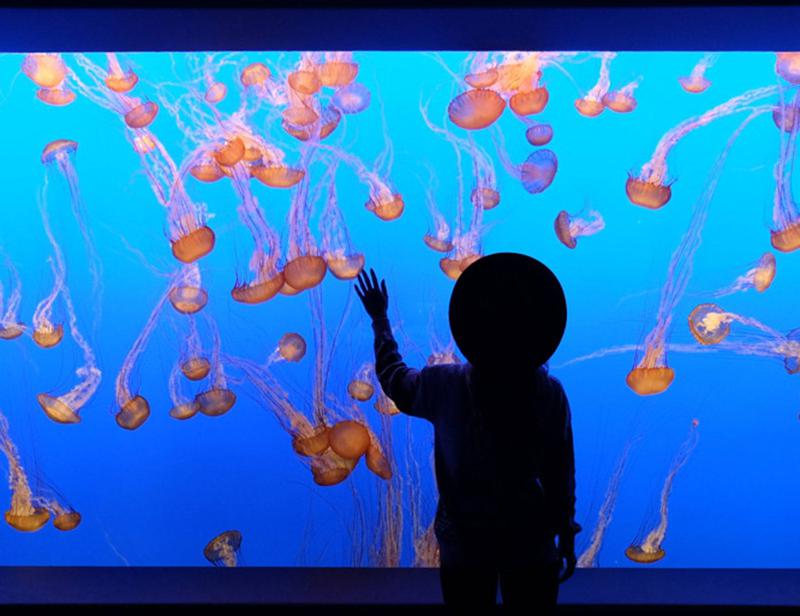 Monterey Bay Akvarium