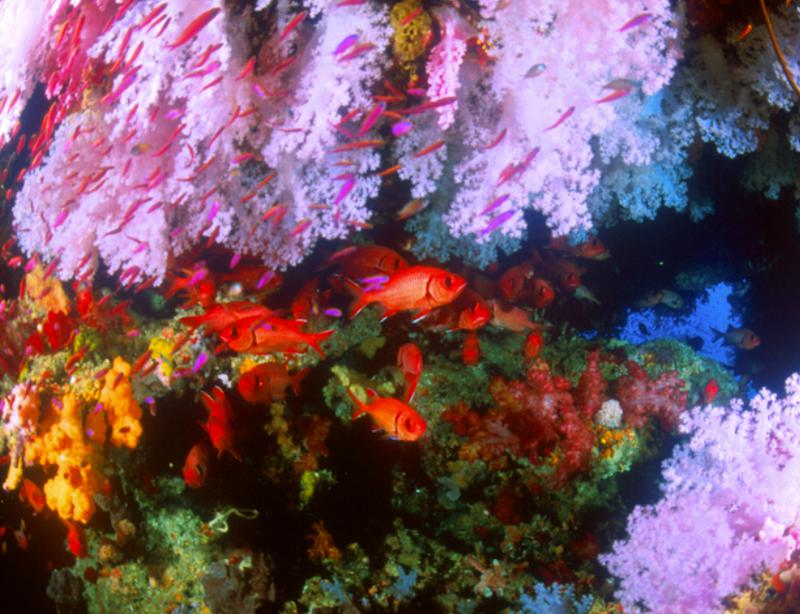 Rainbow reef scuba dive