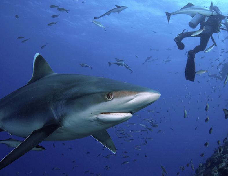 Bligh Water scuba dive