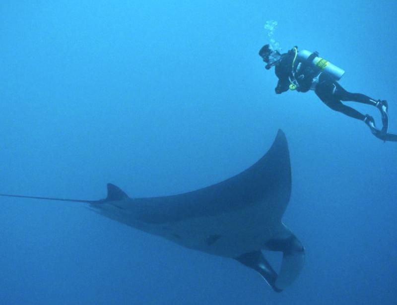 Manta Ray Island scuba dive