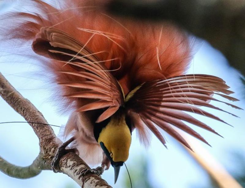 Varirata national park