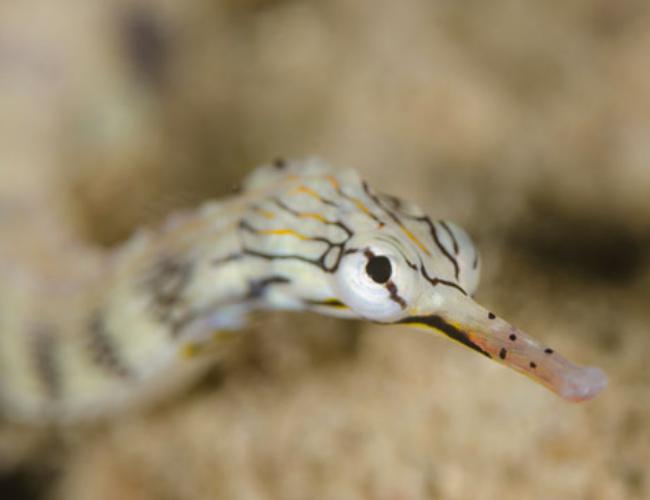 White Beach scuba dive