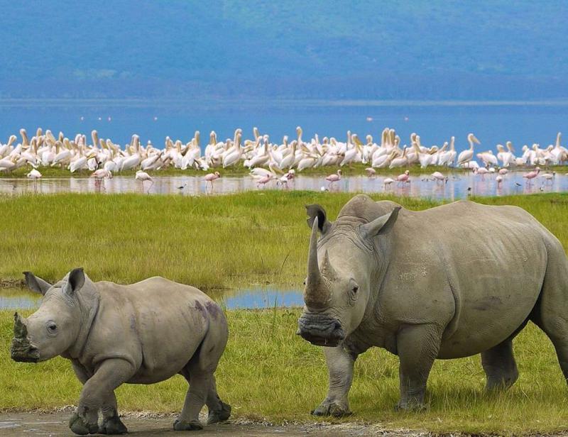 Safari - 1 dygn Lake Nakuru