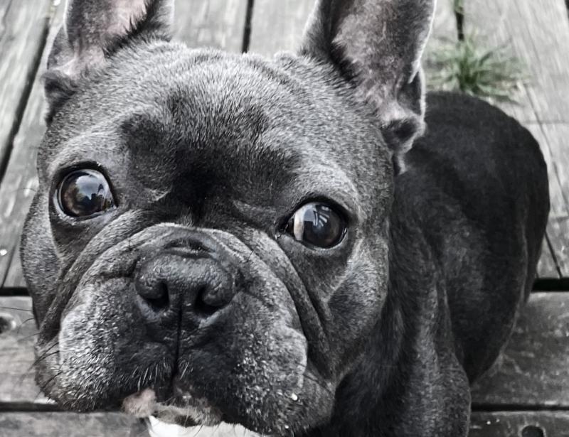 Dog hotel for our baby <3