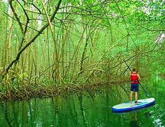 SUP i mangroven